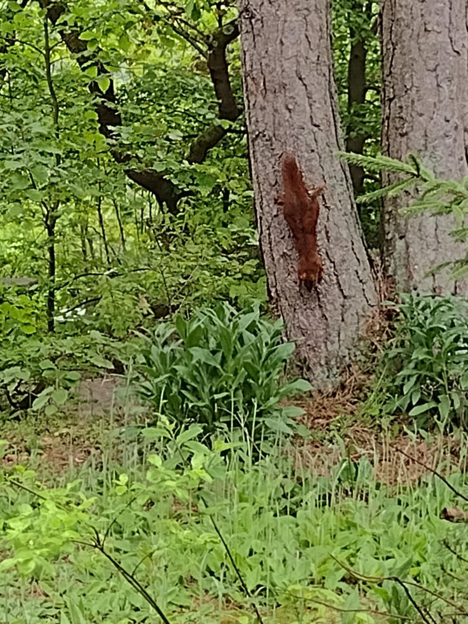 Osterode am HarzOlifant In Osterode公寓 外观 照片